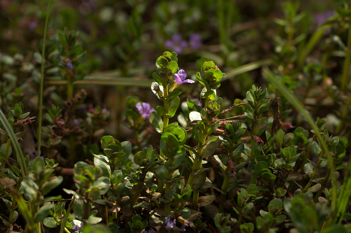 Lythrum rotundifolium
