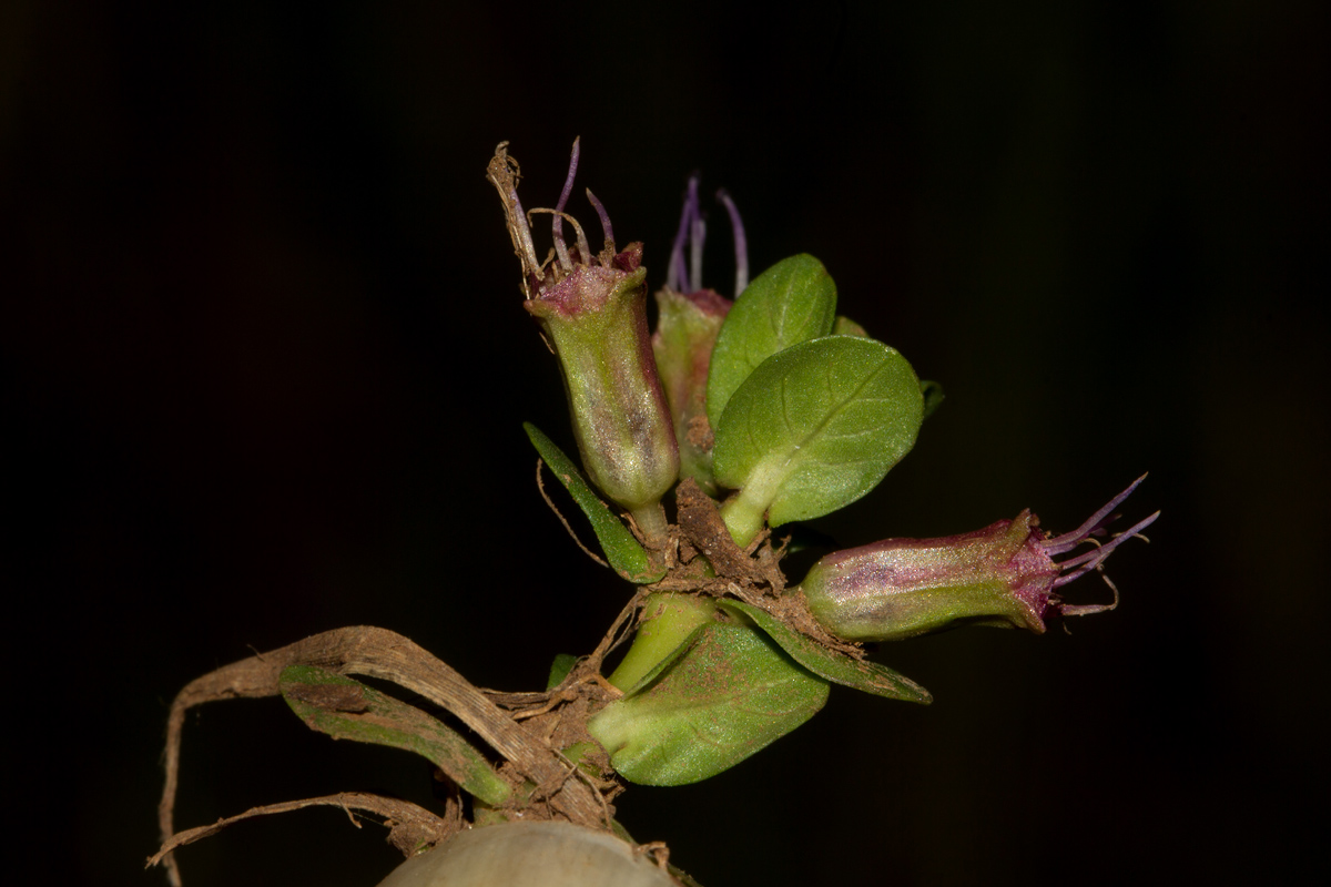 Lythrum rotundifolium