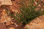 Sida tenuicarpa