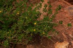 Sida tenuicarpa