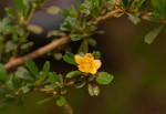 Sida tenuicarpa