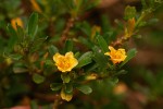 Sida tenuicarpa