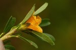 Sida tenuicarpa