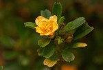 Sida tenuicarpa