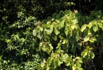Christiana africana