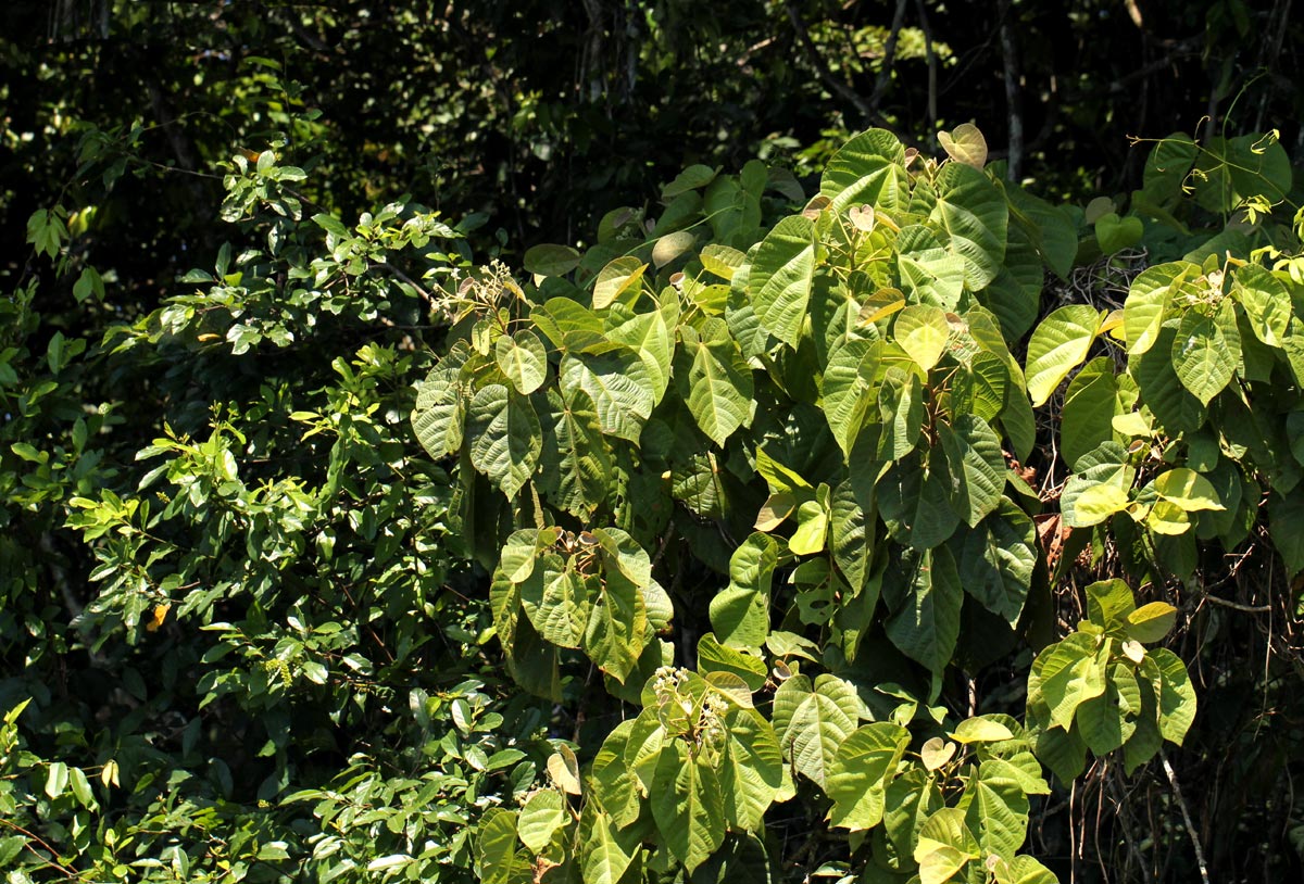 Christiana africana Christiana africana