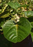 Christiana africana