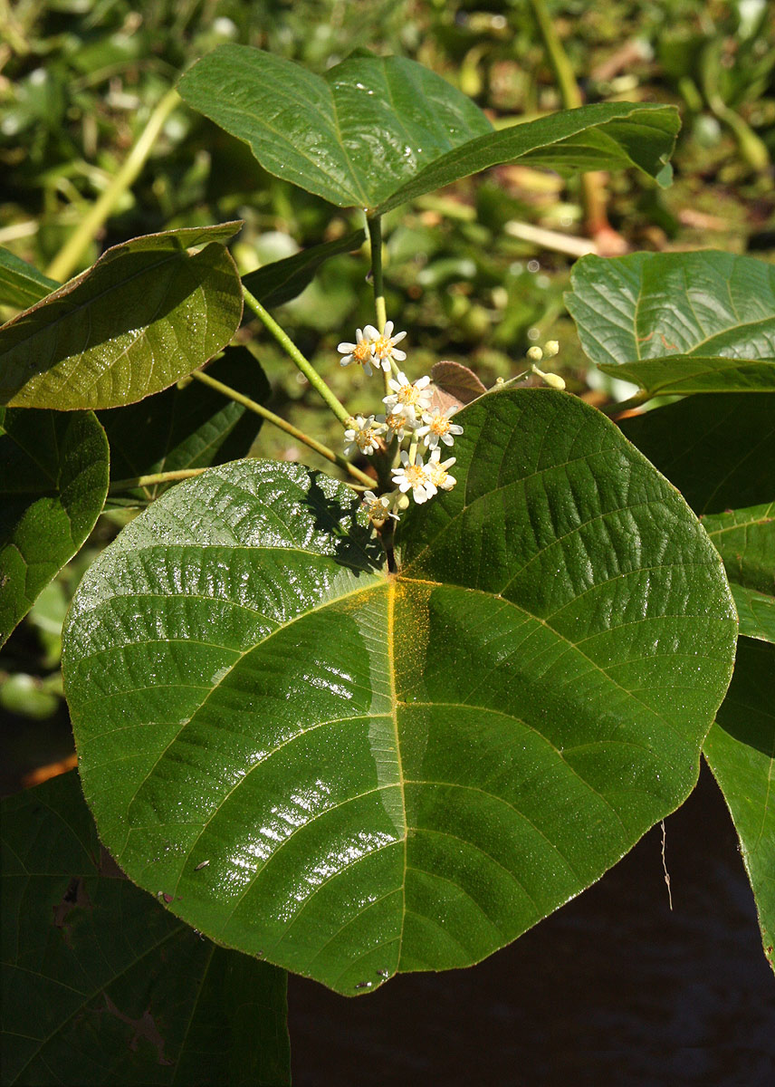 Christiana africana Christiana africana