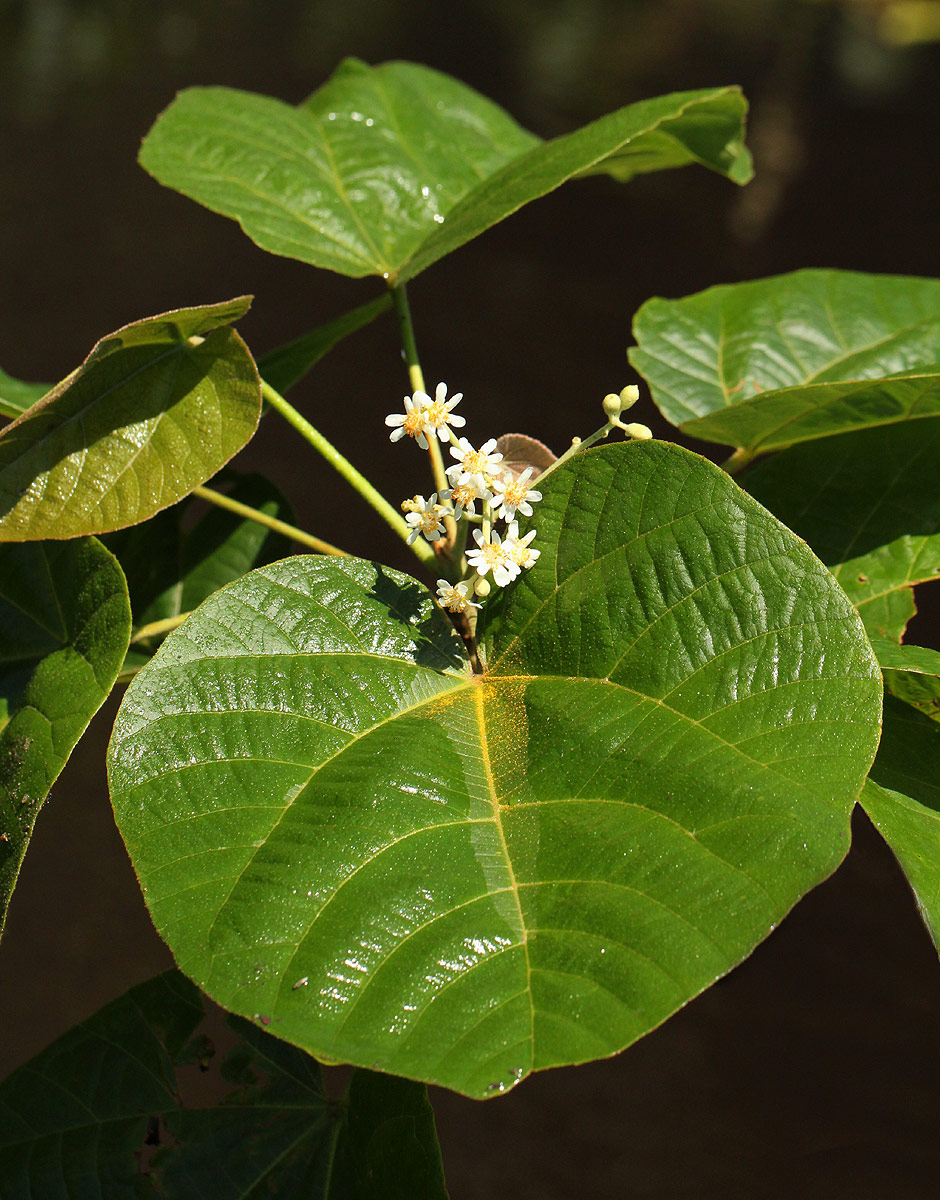 Christiana africana Christiana africana