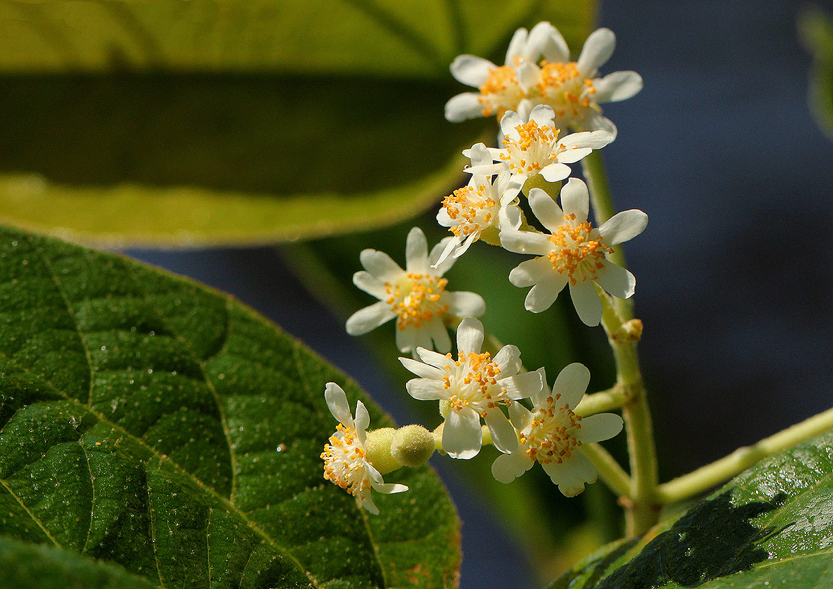Christiana africana Christiana africana