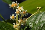 Christiana africana