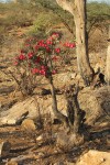 Adenium obesum