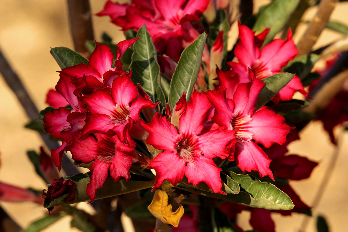 Adenium obesum Adenium obesum