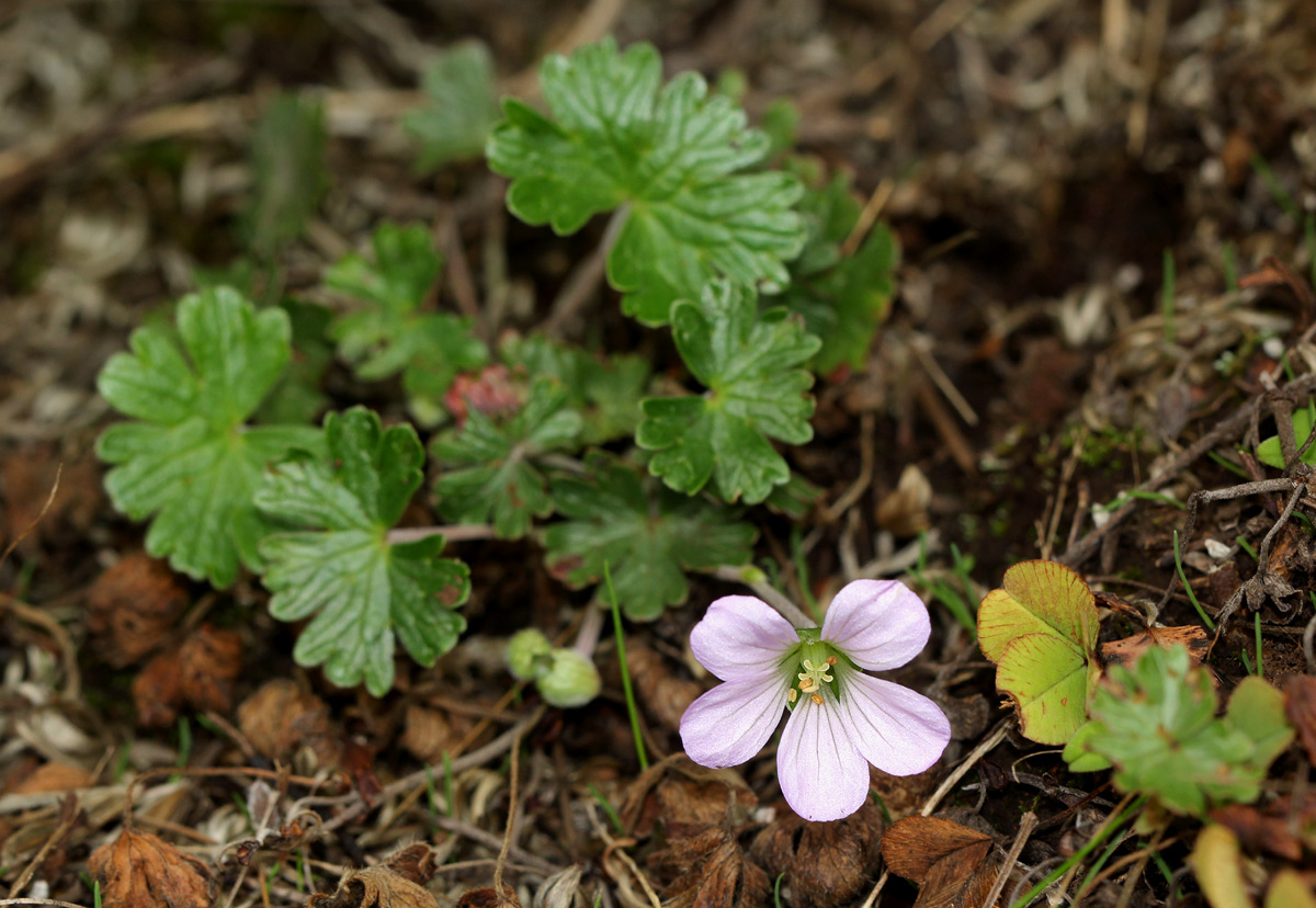 Geranium kilimandscharicum Geranium kilimandscharicum