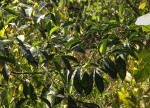 Tetrorchidium didymostemon