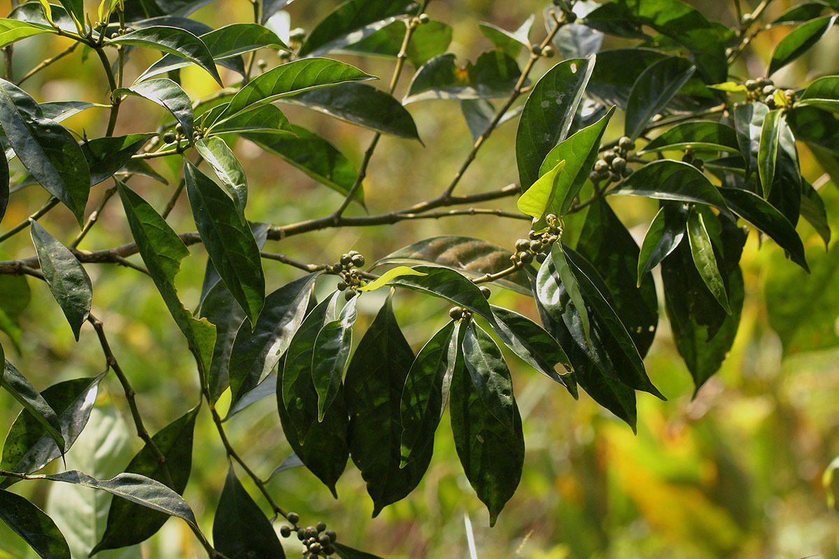 Tetrorchidium didymostemon