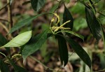 Tetrorchidium didymostemon
