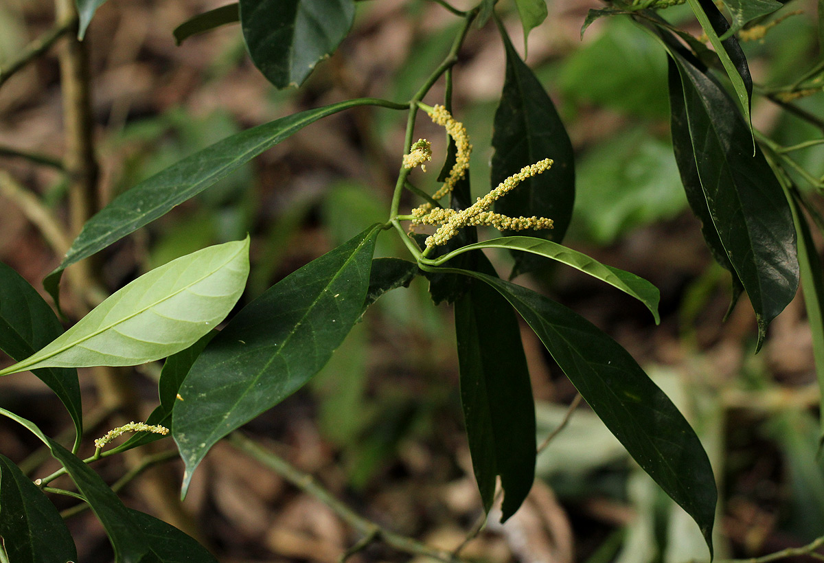 Tetrorchidium didymostemon Tetrorchidium didymostemon