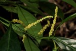 Tetrorchidium didymostemon