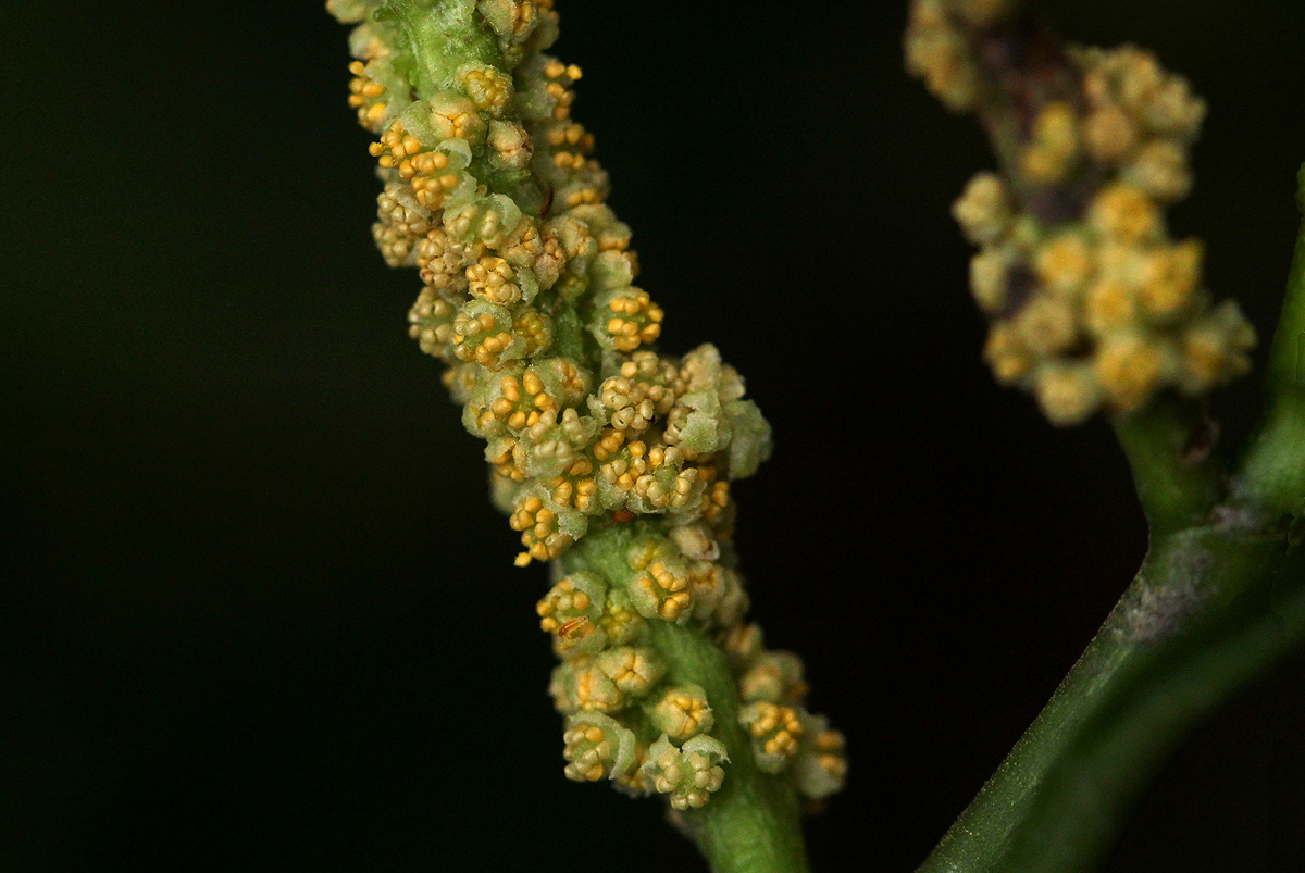 Tetrorchidium didymostemon Tetrorchidium didymostemon