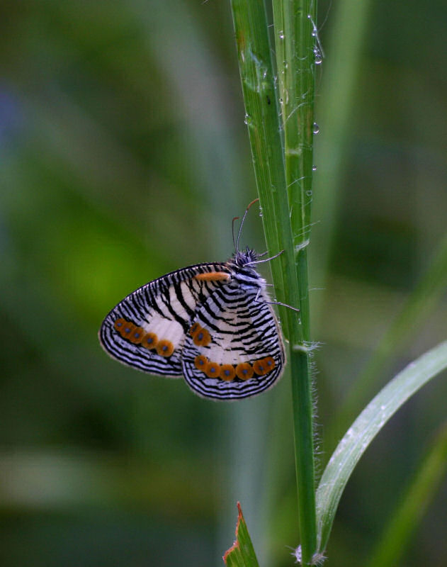 Physcaeneura pione