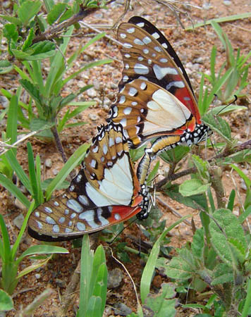 Graphium angolanus