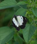 Belenois creona