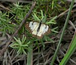 Belenois aurota