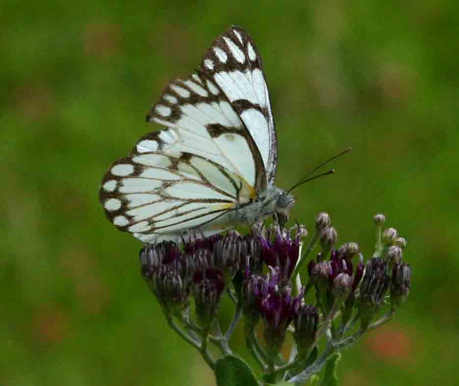 Belenois aurota