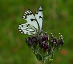 Belenois aurota