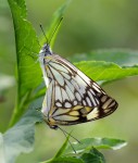 Belenois aurota