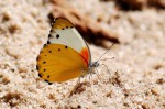 Belenois thysa