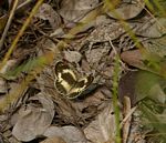 Colotis antevippe