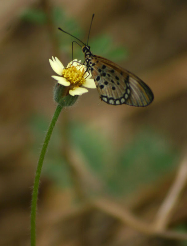 Acraea oncaea