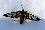Amata alicia