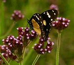 Amauris echeria