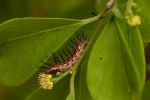 Phalanta phalantha