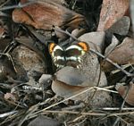 Colotis evippe