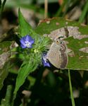 Euchrysops malathana