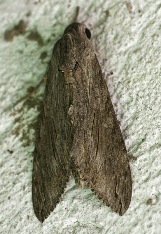 Agrius convolvuli