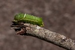 Pseudobunaea tyrrhena