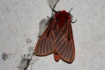 Metarctia lateritia