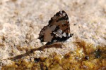 Uranothauma falkensteini 