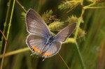 Cupidopsis jobatus
