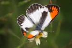 Colotis evagore