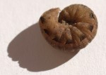 Ariathisa abyssinia