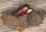Ariathisa abyssinia
