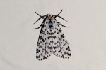 Alpenus maculosa