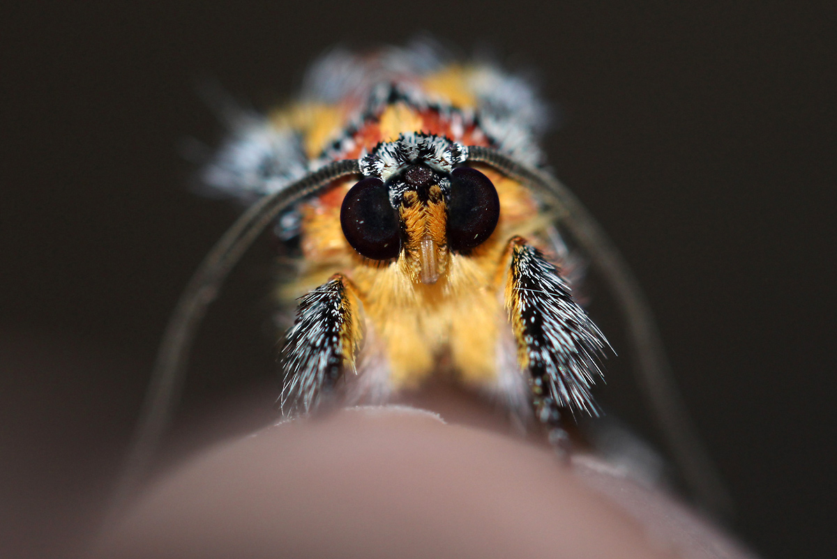 Ovios capensis