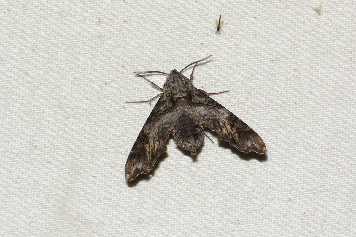 Temnora natalis